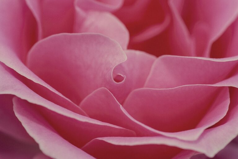 pink, rose, beautiful flowers-600598.jpg