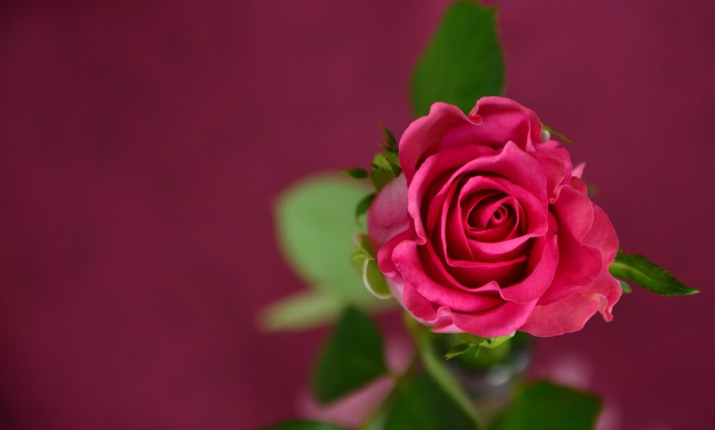 rose, pink, nature-693152.jpg