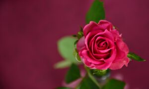 rose, pink, nature-693152.jpg